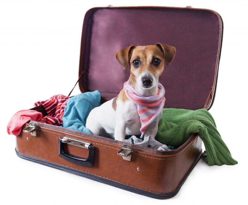 The Ultimate Guide on How to Travel with Pets & + Like