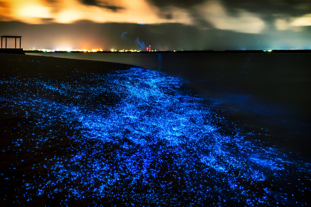 Their beach glows at night.