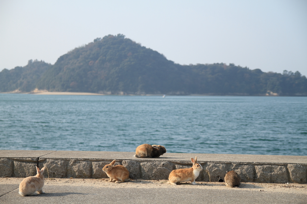 Japan’s Inland Sea called Okunoshima that is inhabited entirely by bunnies