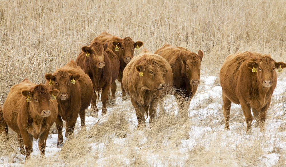 There are four times as many cows as people in South Dakota