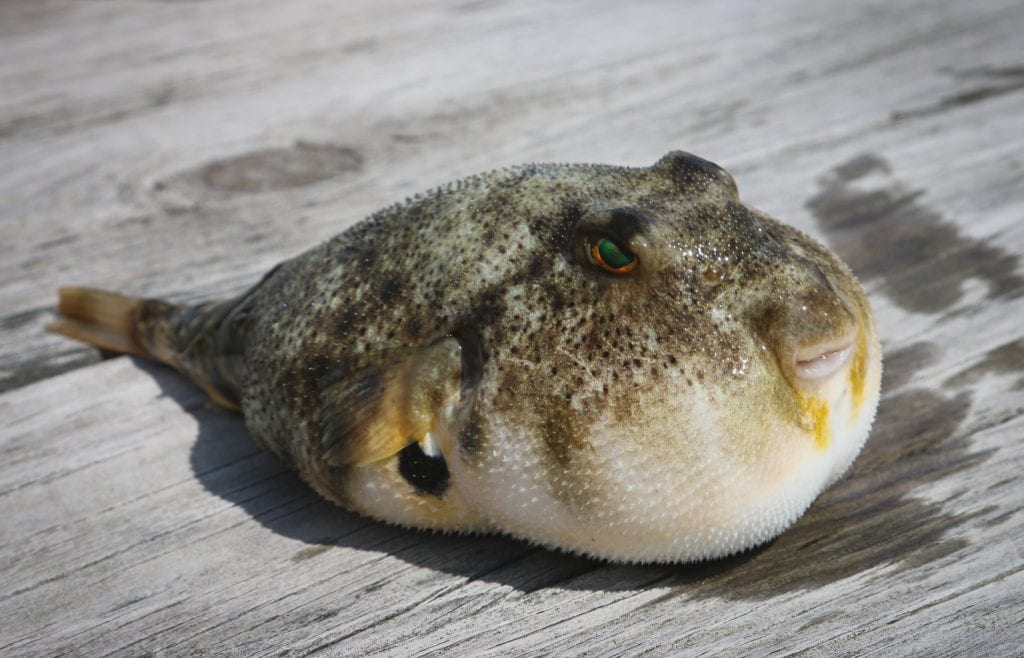 Fugu in Japan