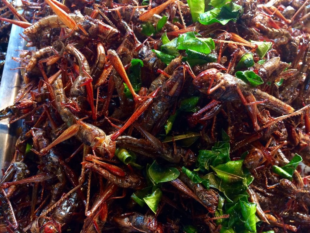 Grasshoppers in Thailand