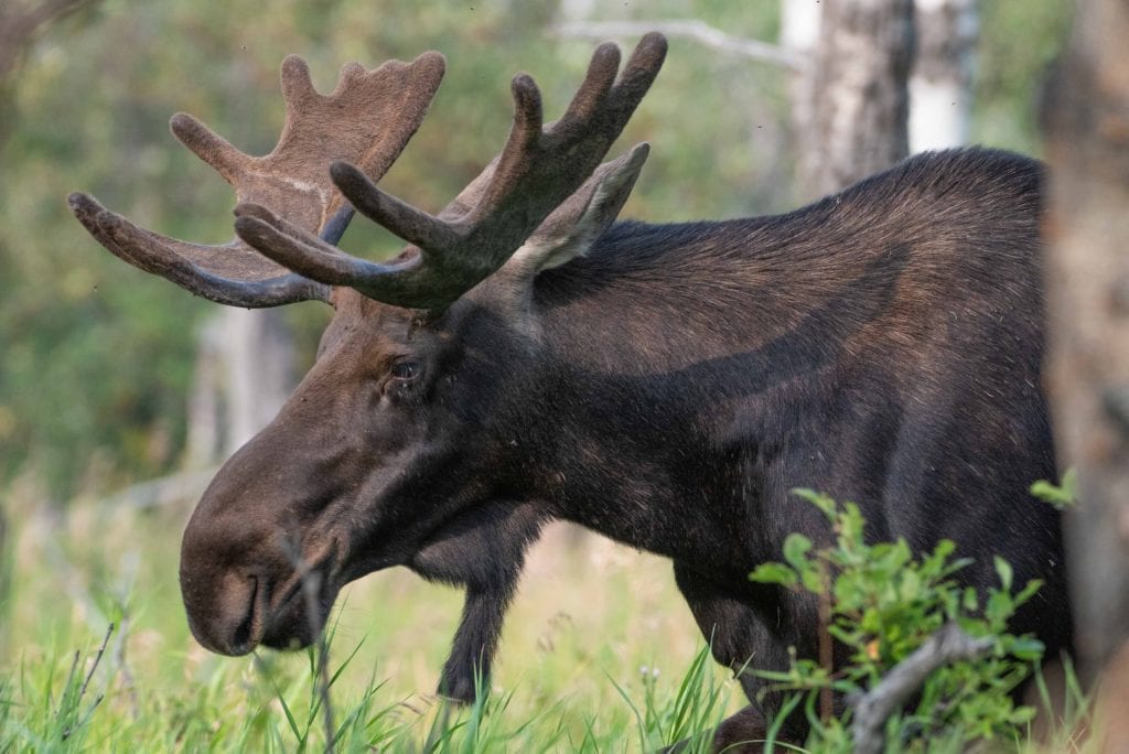 Jellied Moose Nose in Canada