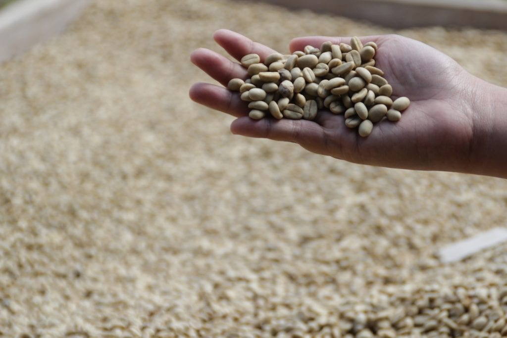 Kopi Luwak in Indonesia