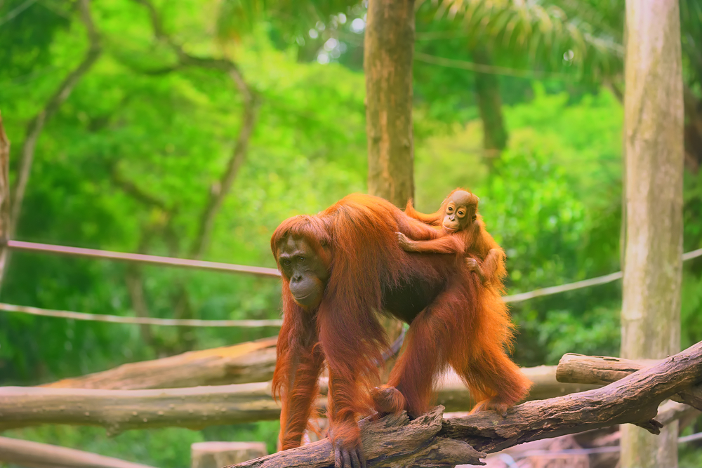 Orangutans at the Singaporer Zoo