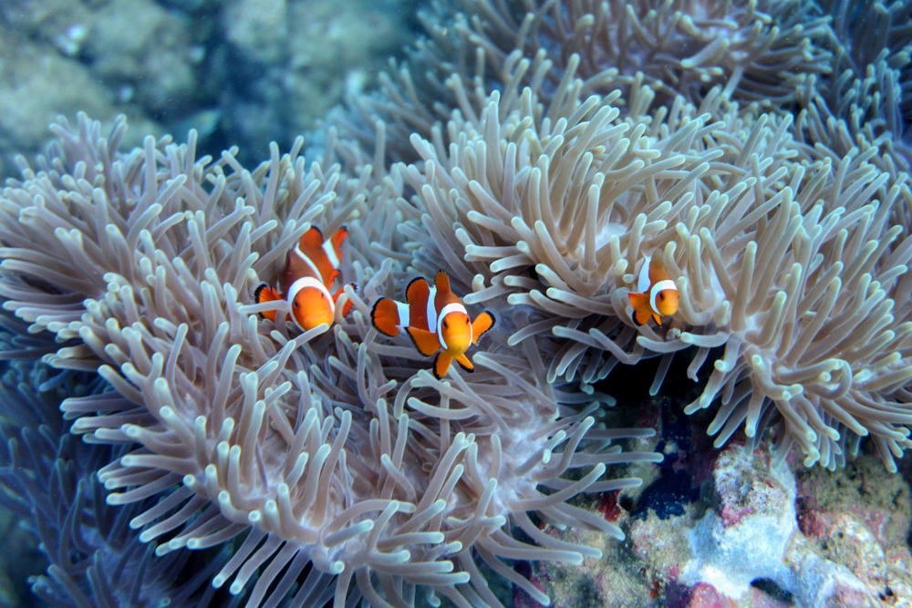 Palawan, Philippines - Clownfish or Amphiprion sp. family nesting on a sea anemone.