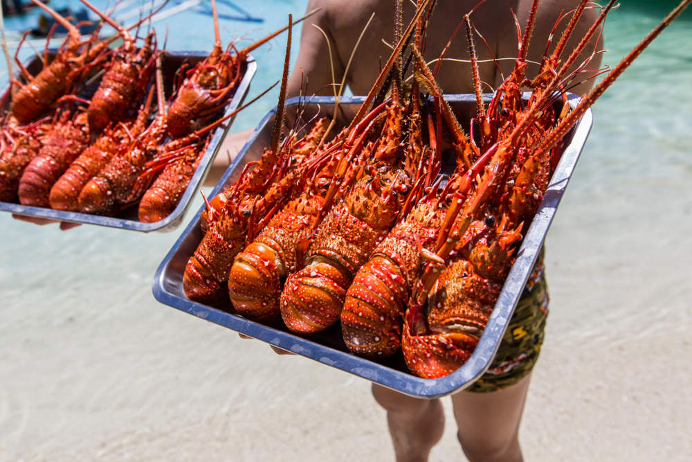Steamed lobsters in plate