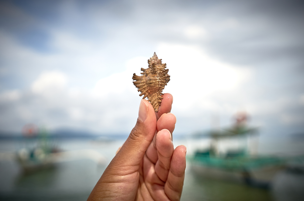 Womans hand holding seashell at beach of Port Barton, Palawan, Philippines