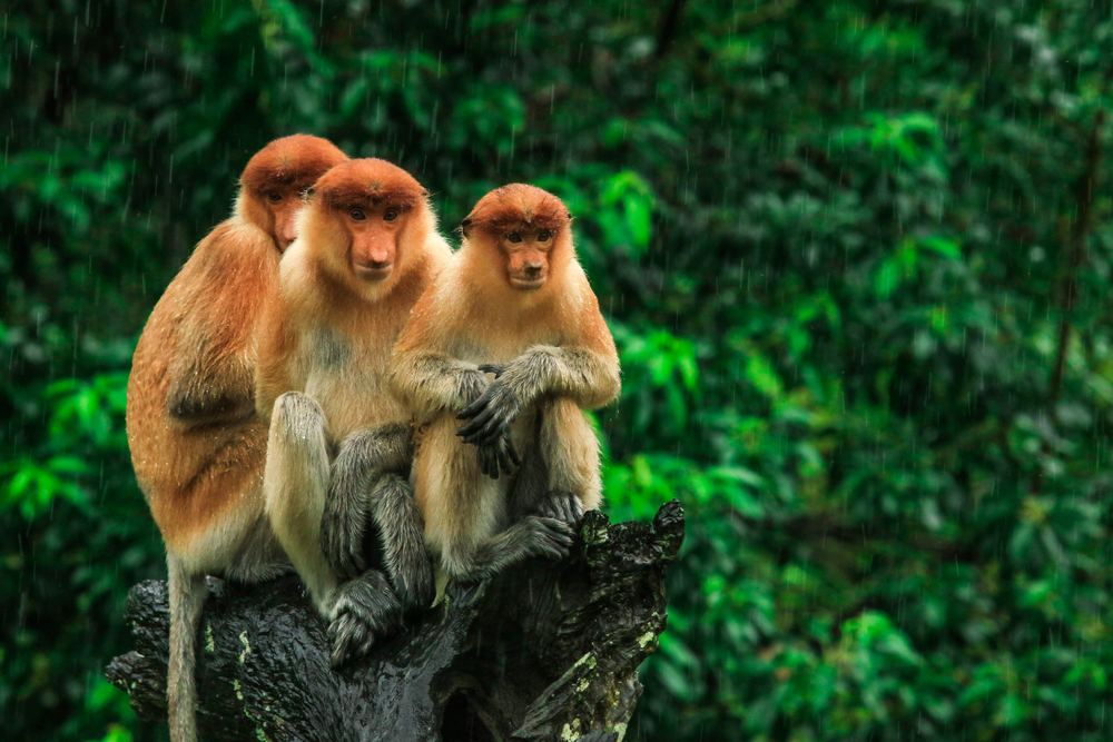 Three Hiding Proboscis Monkeys looking in the trees, Borneo, Malaysia