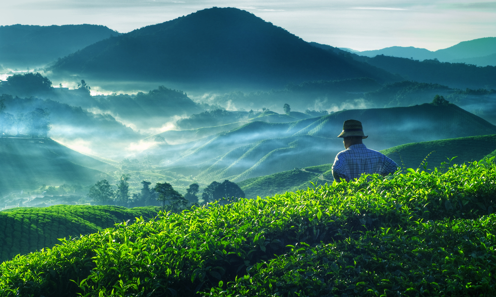 Farmer Tea Plantation Malaysia Culture Occupation Concept