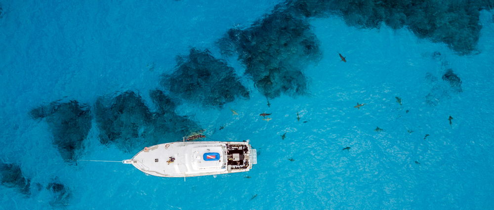 Drone View on Lemon and Caribbean Reef Sharks at Tigerbeach, Bahamas