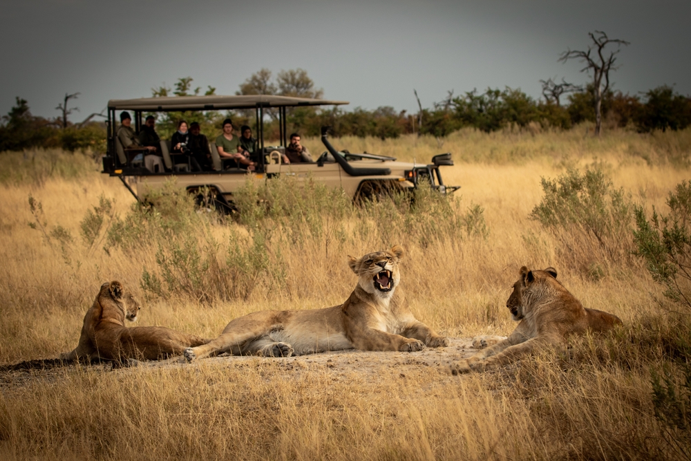 Yawning lioness with cubs lying in savanna grass in front of a safari jeep in the magical Okavango Delta in Botswana.