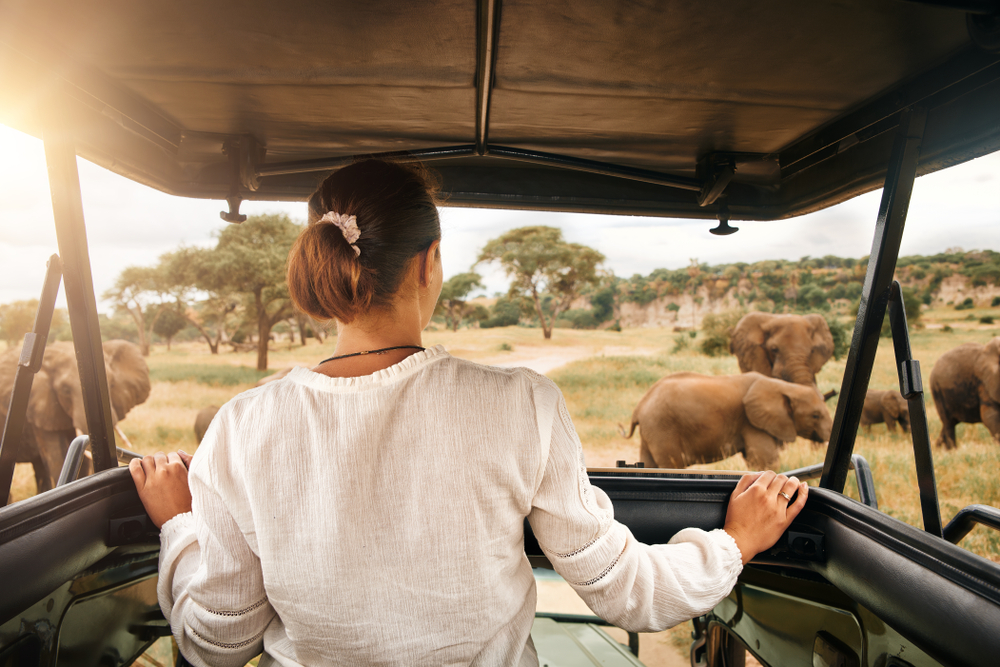 Woman tourist on a safari in Africa, traveling by car with an open roof in Kenya and Tanzania, watching elephants in the savannah. 