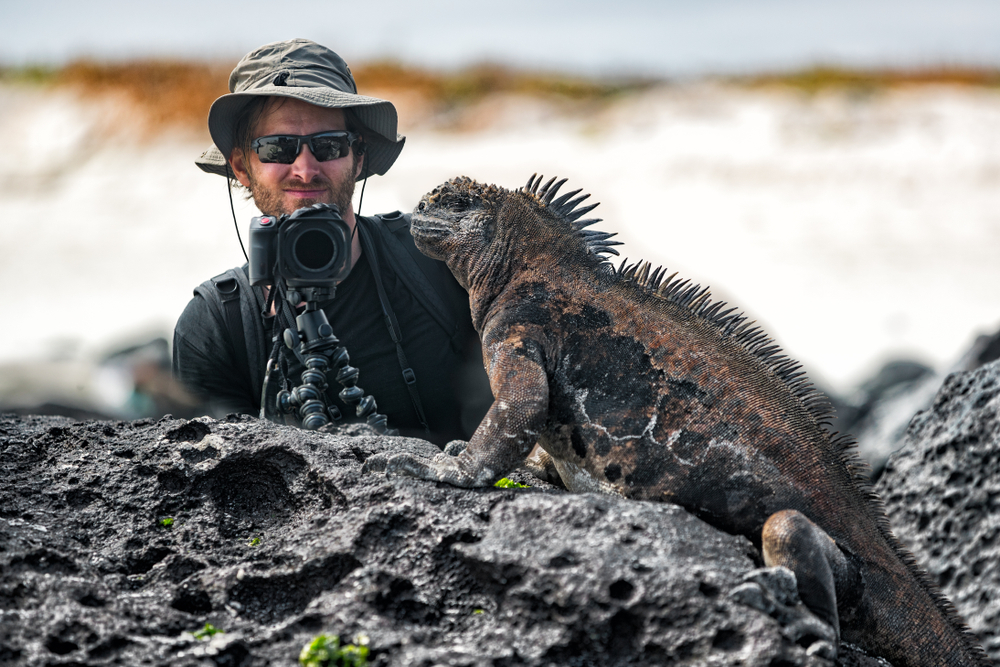 Galapagos Iguana and tourist nature wildlife photographer taking picture.