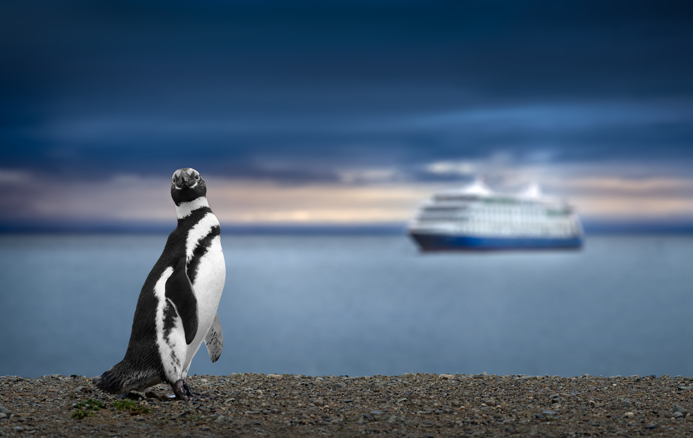 Penguin and Cruise Ship in Patagonia. Awe inspiring travel image.