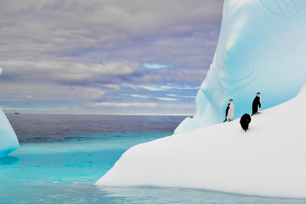 Penguins in iceberg in antarctica pole