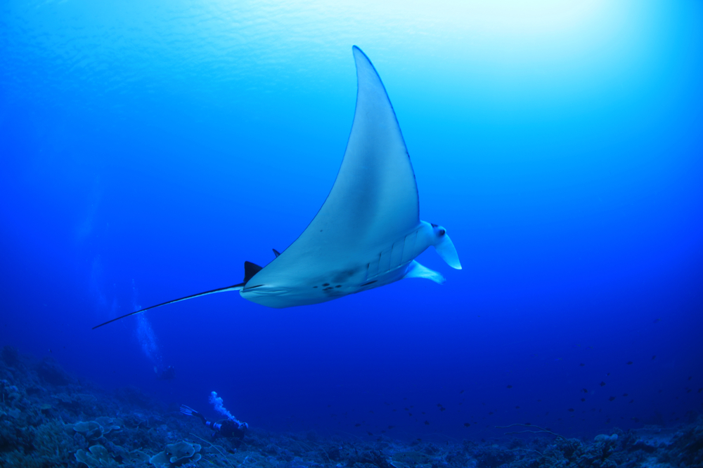 scuba diver and manta ray tubbataha reef