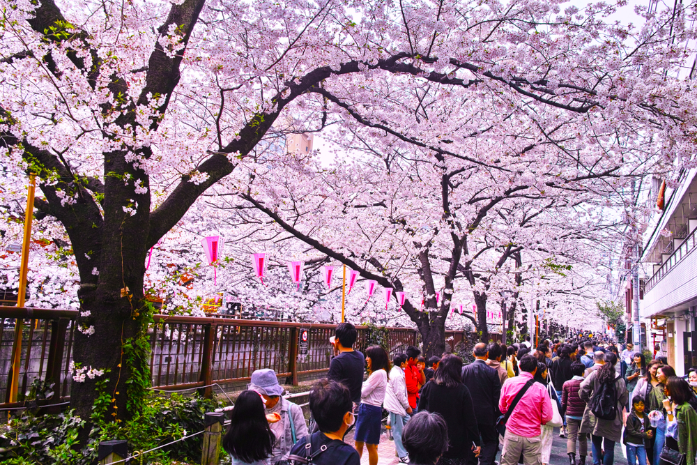 Tokyo Meguro Ward, scenery of cherry blossom festival of Meguro River in spring.