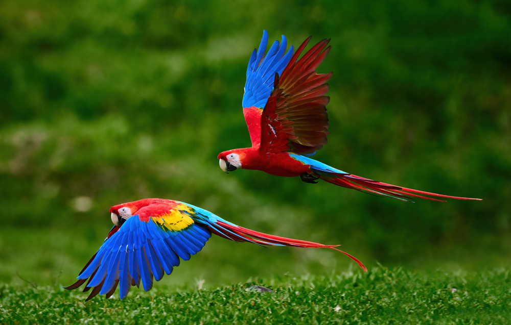 Two Scarlet Macaw parrots, flying just above the ground.