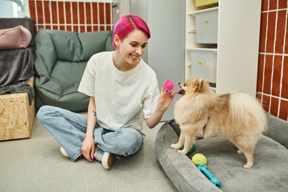 purple-haired female dog sitter playing with cute pomeranian spitz in pet hotel, canine enjoyment