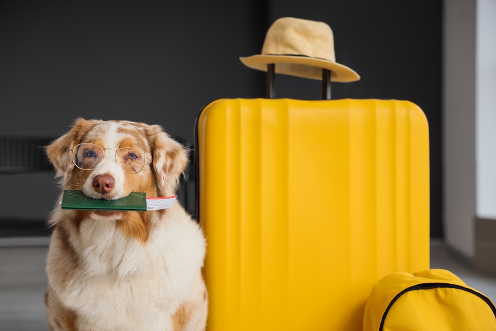 Cute Australian Shepherd dog in eyeglasses with passport at airport