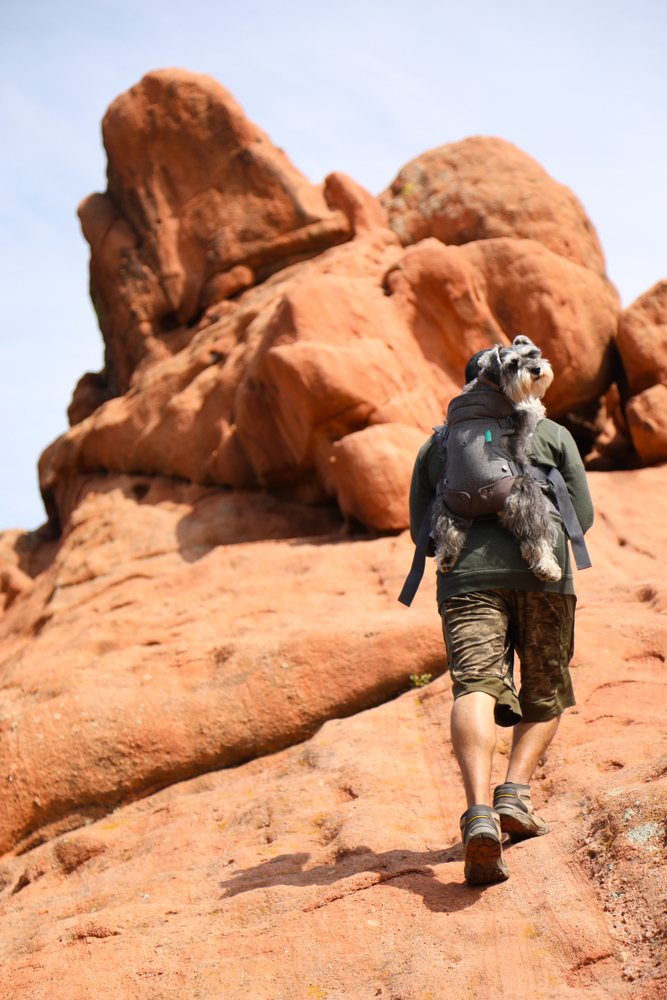 Miniature Schnauzer Riding in a Baby Carrier on a Hiker’s Back, Red Rock Canyon Open Space, Colorado Springs