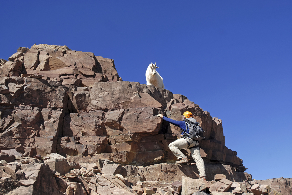 Lone mountain climber and Mountain Goat on Pyramid Peak, Colorado