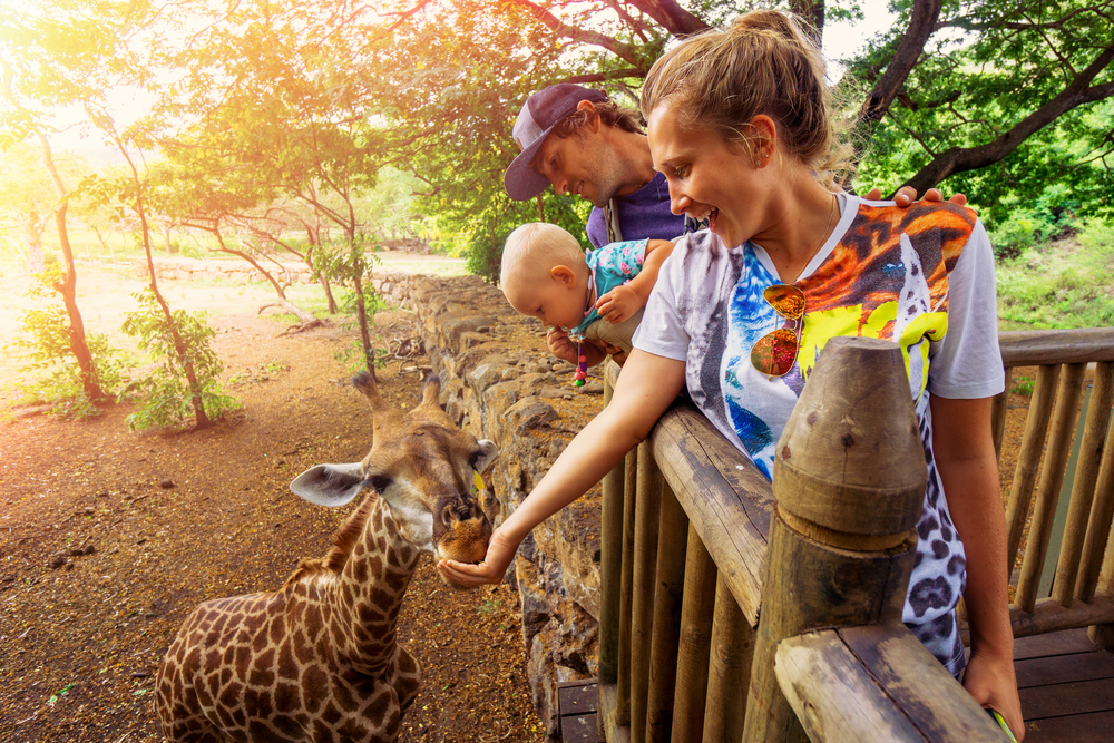 young couple with a baby feeding a giraffe at the zoo on a jungle background. The child laughs. Mauritius Casela Safari Park