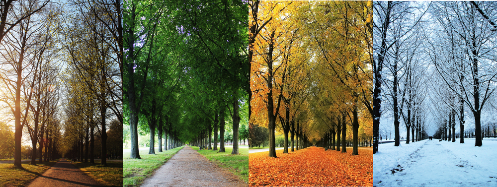 The four seasons of the herrenhausen garden alley in hanover / Germany - spring, summer, autumn, winter