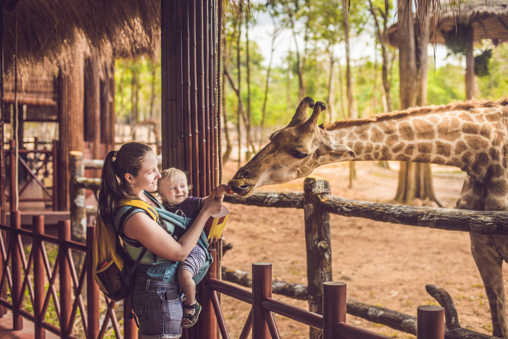 Happy mother and son watching and feeding giraffe in zoo.