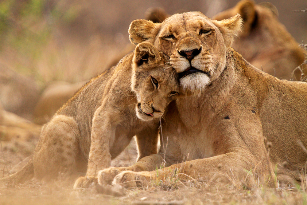 Predator´s love. Lioness and cub in the Kruger NP, South Africa