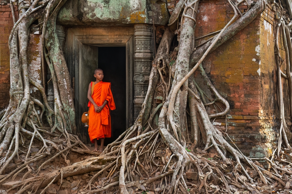 A Novice Monk Stands Among Strangler Fig Roots Covering Temple Ruins at Prasat Pram Koh Ker