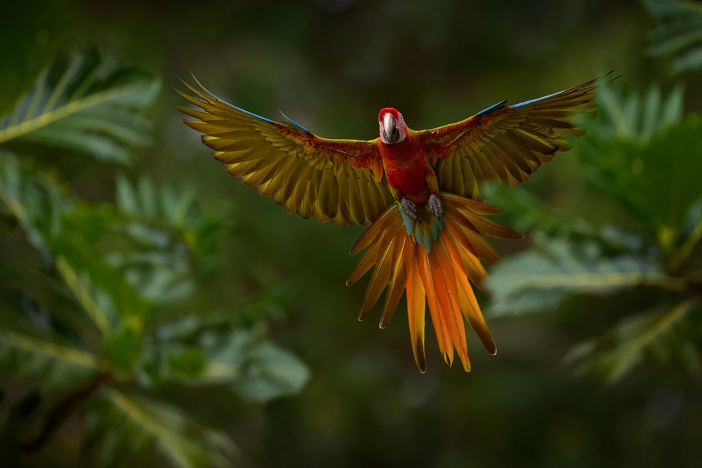 Hybrid parrot in the jungle forest. Rare form Ara macao x Ara ambigua, scarlet and green macaw form, Costa Rica. 