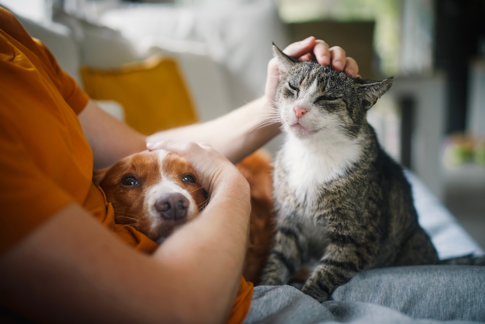 Man sitting on sofa with domestic animals. Pet owner stroking his old cat and dog together.