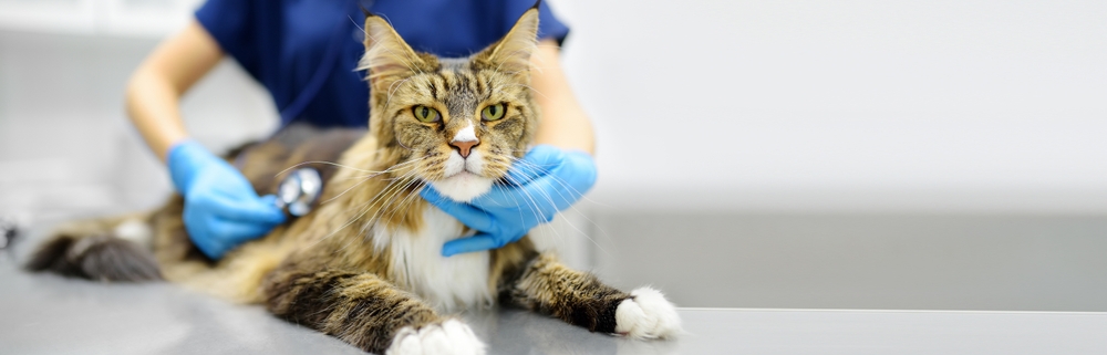 Veterinarian examines cat of Maine Coon breed in veterinary clinic. Doctor listening breath to pet using stethoscope. Health of pet. 