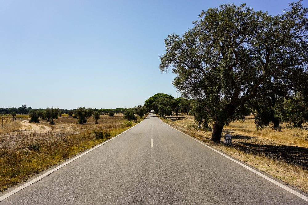 Straight road surrounded by trees , Alentejo. portugal n2 cycle route