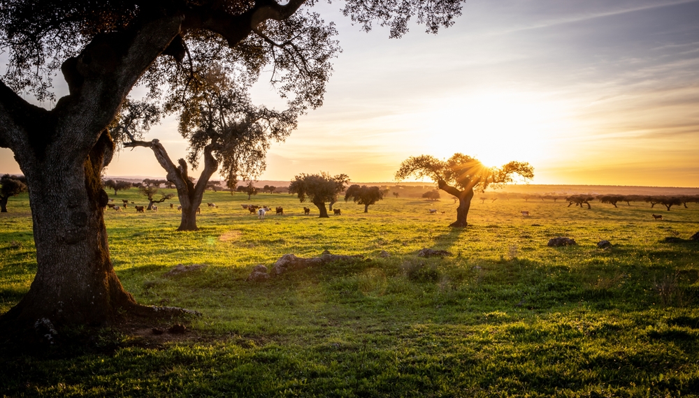 Cows on green pasture between holm oak trees at sunset in the Alentejo region Portugal industrial agriculture landscapes and animal welfare in Europe