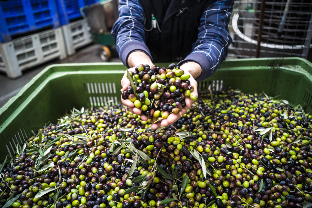 The making of extra virgin Olive Oil in Mola di Bari, Puglia