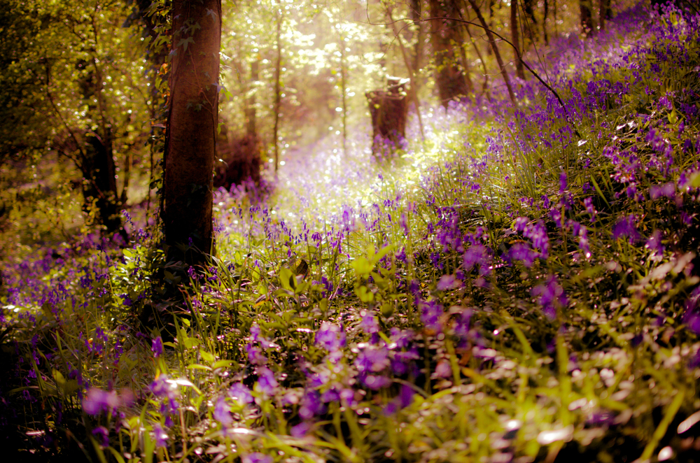 Bluebells in Coed-Y-Bwl, Wales, United Kingdom