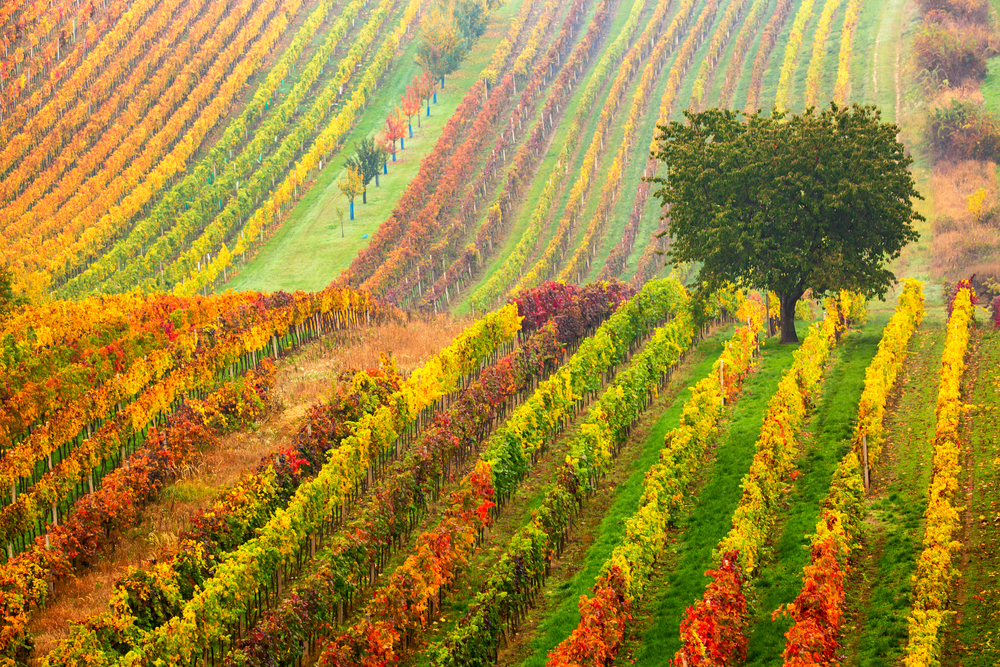 Colorful rows of vineyards in autumn.