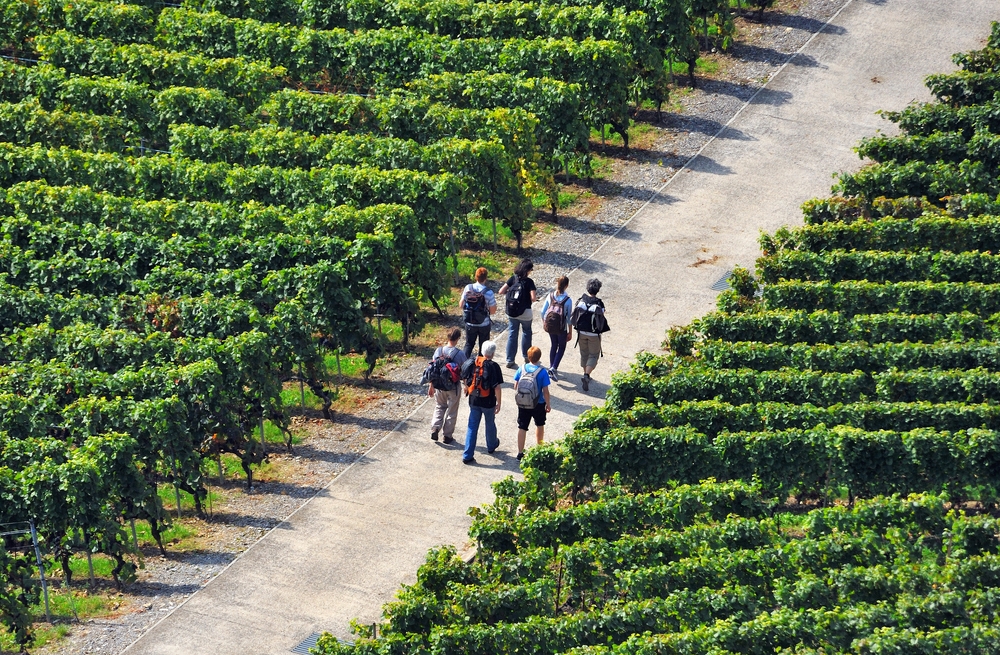 Tourist attraction - recreational walking in vineyards of Lavaux