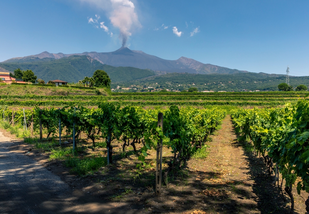 Sicilian vineyards with eruption of the volcano Etna on Sicilian background, Italy.