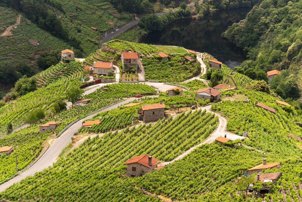 A breathtaking panoramic view of the Miño River flowing through the lush green vineyards of Ribeira Sacra in Chantada, Galicia, Spain.