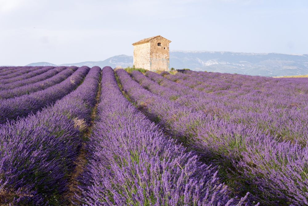 View of lavender flowers rows with the old traditional stone farm house during sunset time at Valensole fields in Provence, France