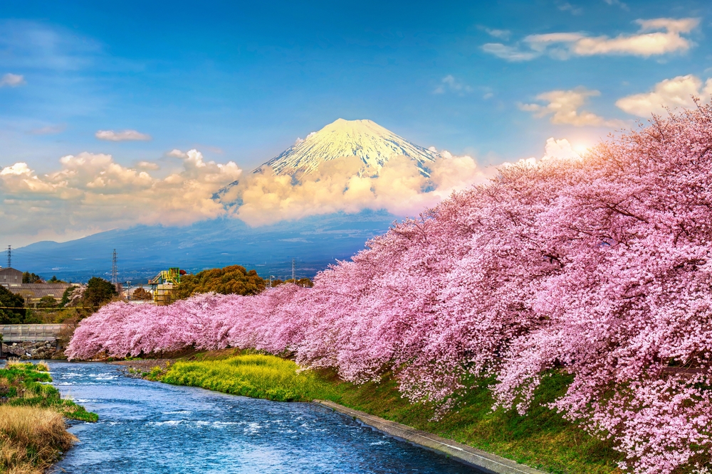 Fuji mountains and cherry blossoms at sunset, Shizuoka in Japan.