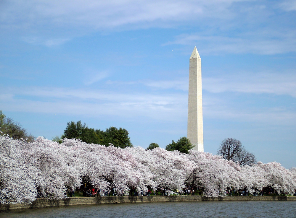 View of first cherry blossoms in washington DC, view of the Washington Monument
